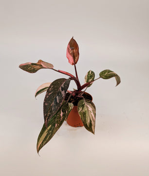 Philodendron Pink Princess Variegated 9cm Pot Houseplant