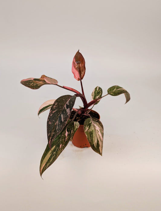 Philodendron Pink Princess Variegated 9cm Pot Houseplant