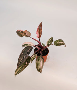 Philodendron Pink Princess Variegated 9cm Pot Houseplant