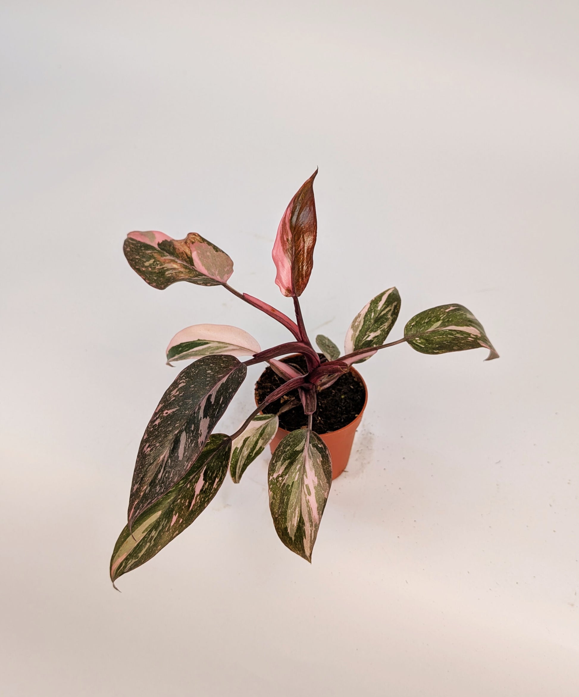 Philodendron Pink Princess Variegated 9cm Pot Houseplant