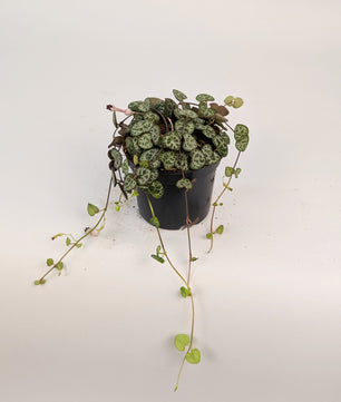 Ceropegia Woodii 