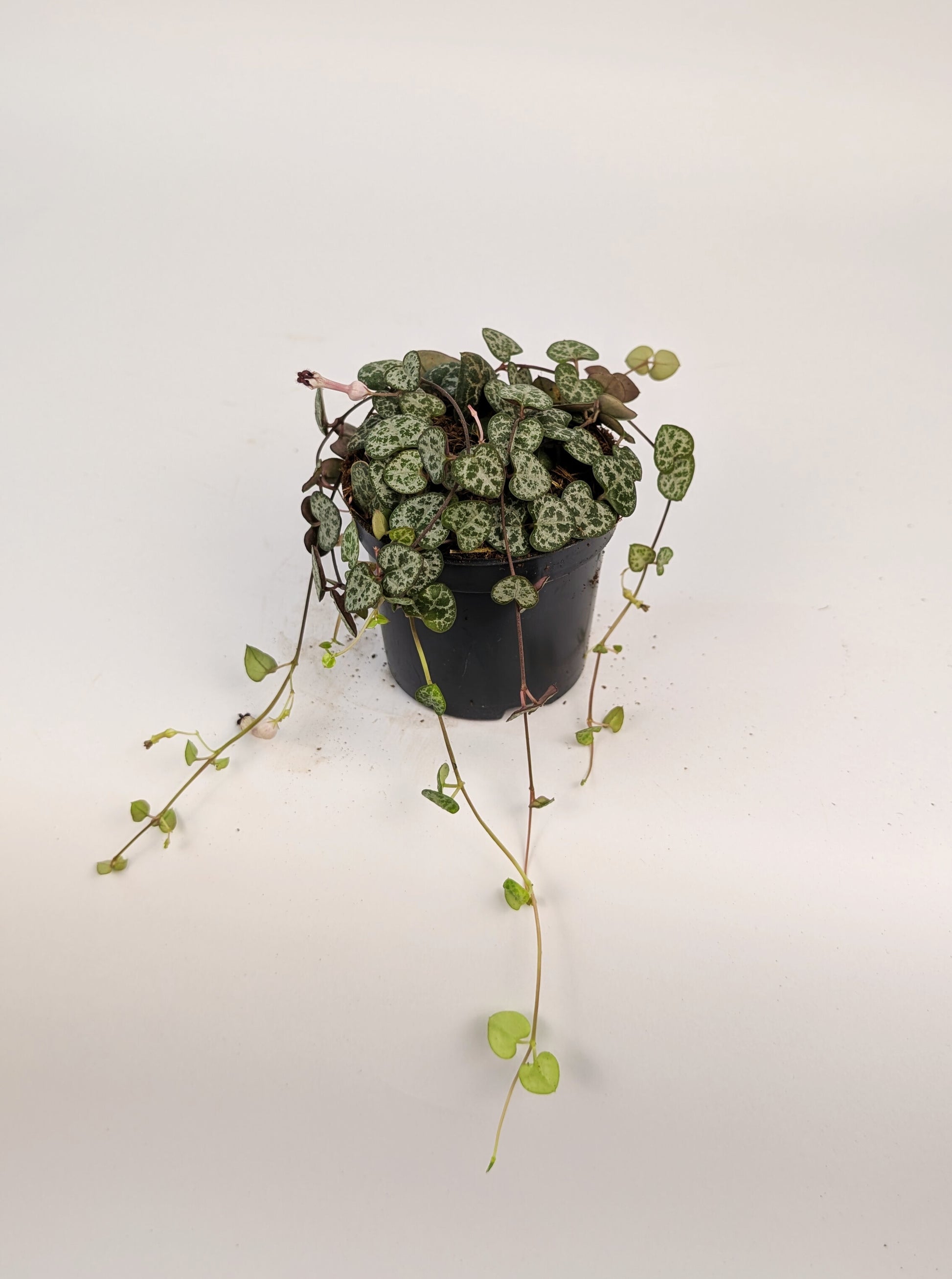 Ceropegia Woodii "String of hearts" 9cm Pot Houseplant