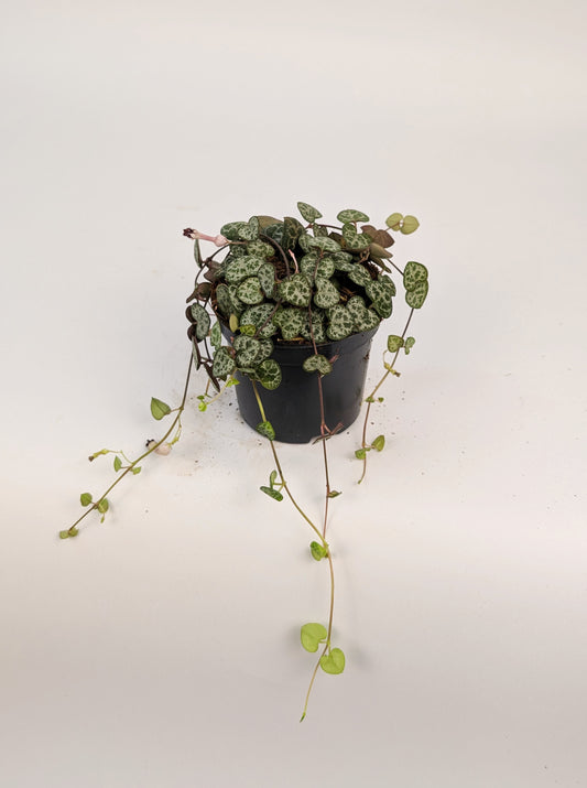 Ceropegia Woodii "String of hearts" 9cm Pot Houseplant