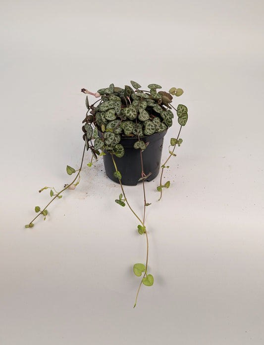 Ceropegia Woodii "String of hearts" 9cm Pot Houseplant