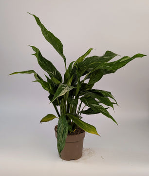 Spathiphyllum Diamond Variegated Peace Lily 14cm Pot Houseplant