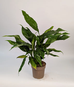 Spathiphyllum Diamond Variegated Peace Lily 14cm Pot Houseplant