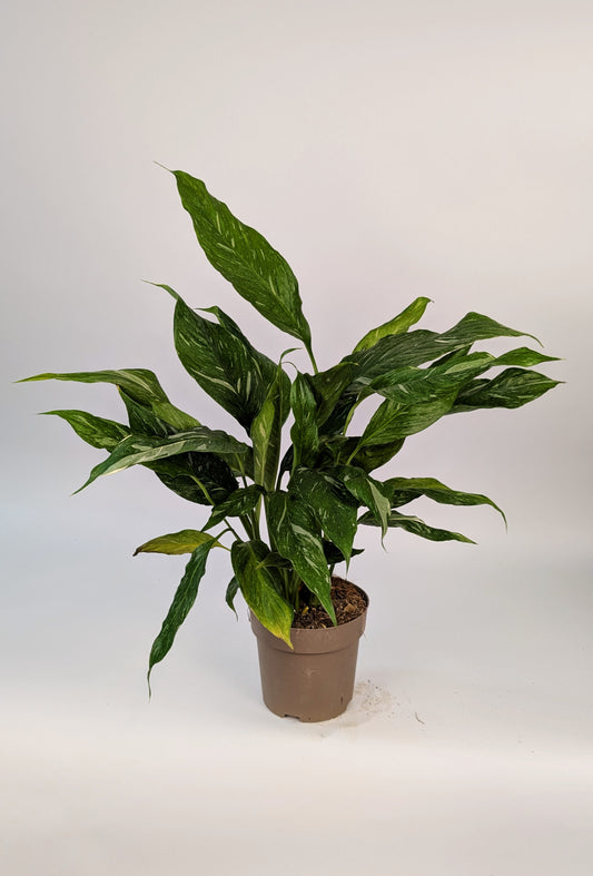 Spathiphyllum Diamond Variegated Peace Lily 14cm Pot Houseplant