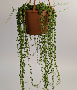 Senecio Herreianus 14cm Pot Hanging Plant