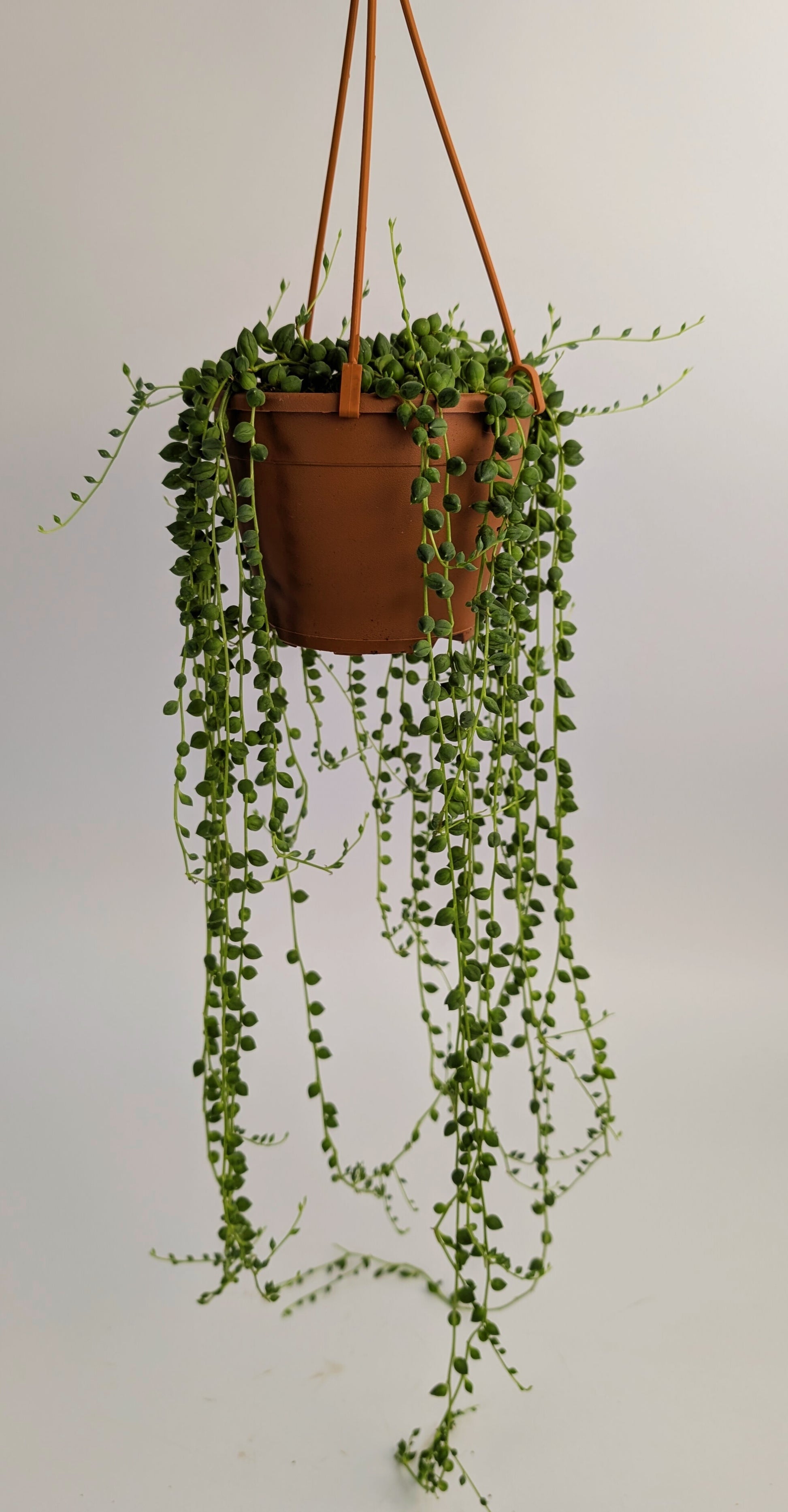 Senecio Herreianus 14cm Pot Hanging Plant