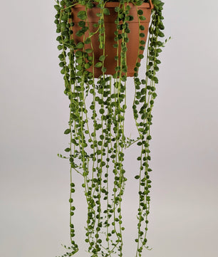 Senecio Herreianus 14cm Pot Hanging Plant