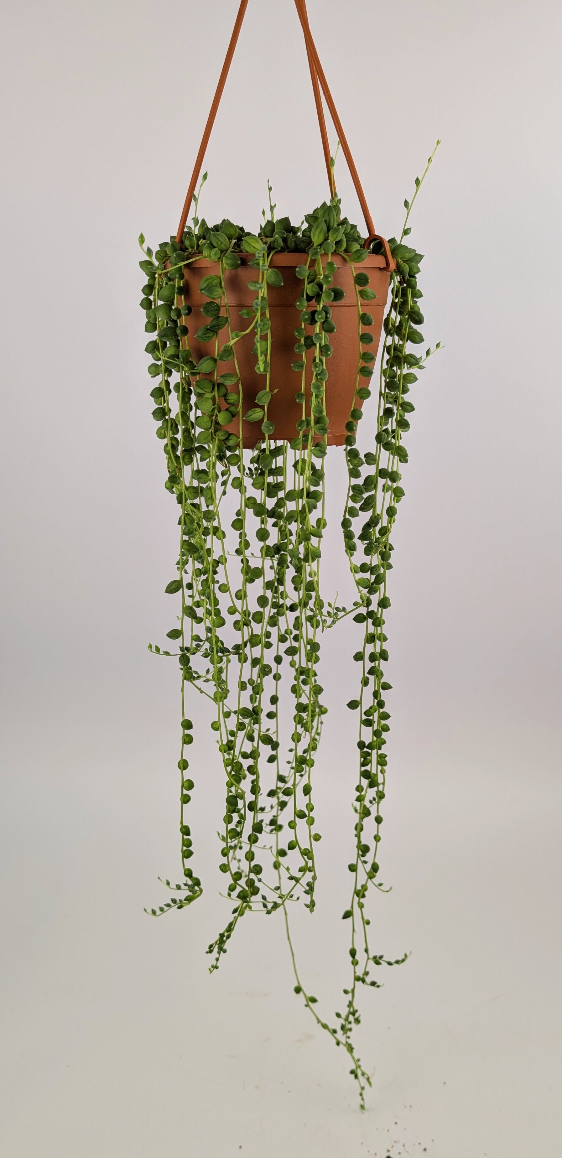 Senecio Herreianus 14cm Pot Hanging Plant