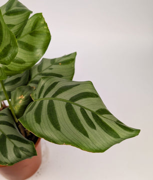 Calathea Freddie Prayer Plant 12cm Pot
