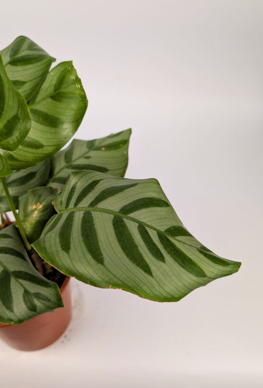 Calathea Freddie Prayer Plant 12cm Pot