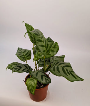 Calathea Freddie Prayer Plant 12cm Pot
