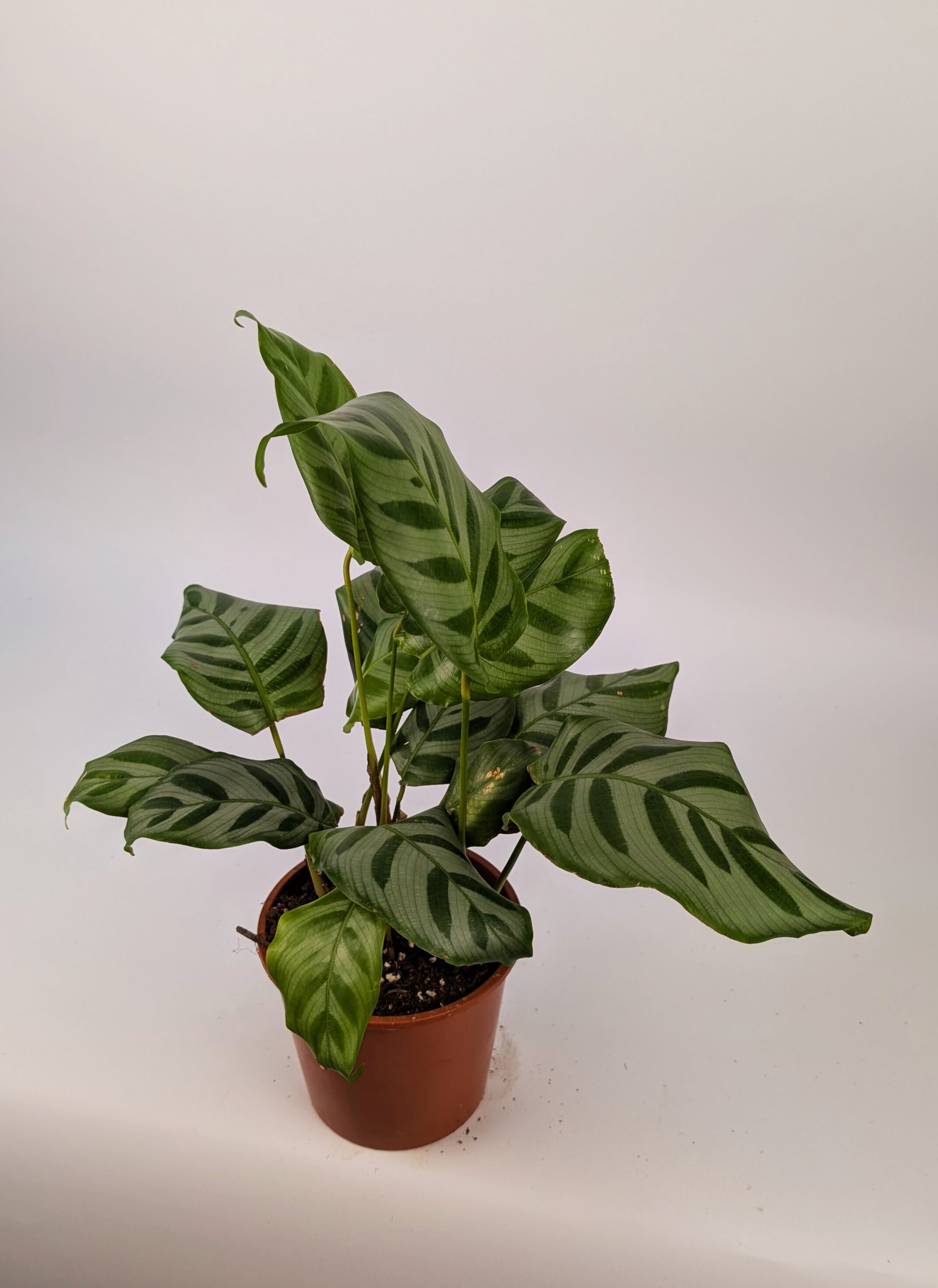 Calathea Freddie Prayer Plant 12cm Pot