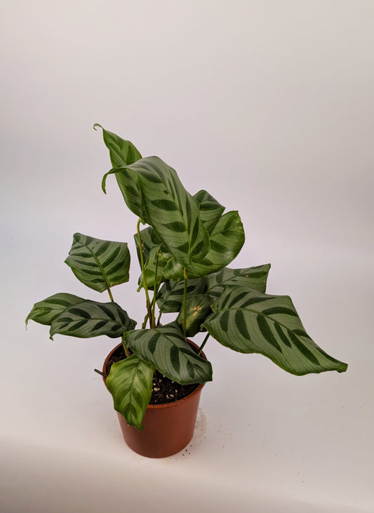 Calathea Freddie Prayer Plant 12cm Pot