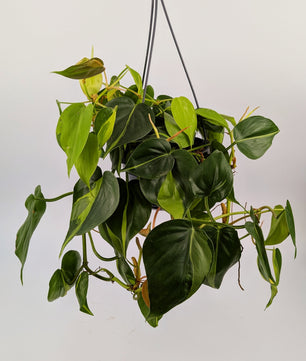 Philodendron Scandens Brazil 14cm Hanging Houseplant