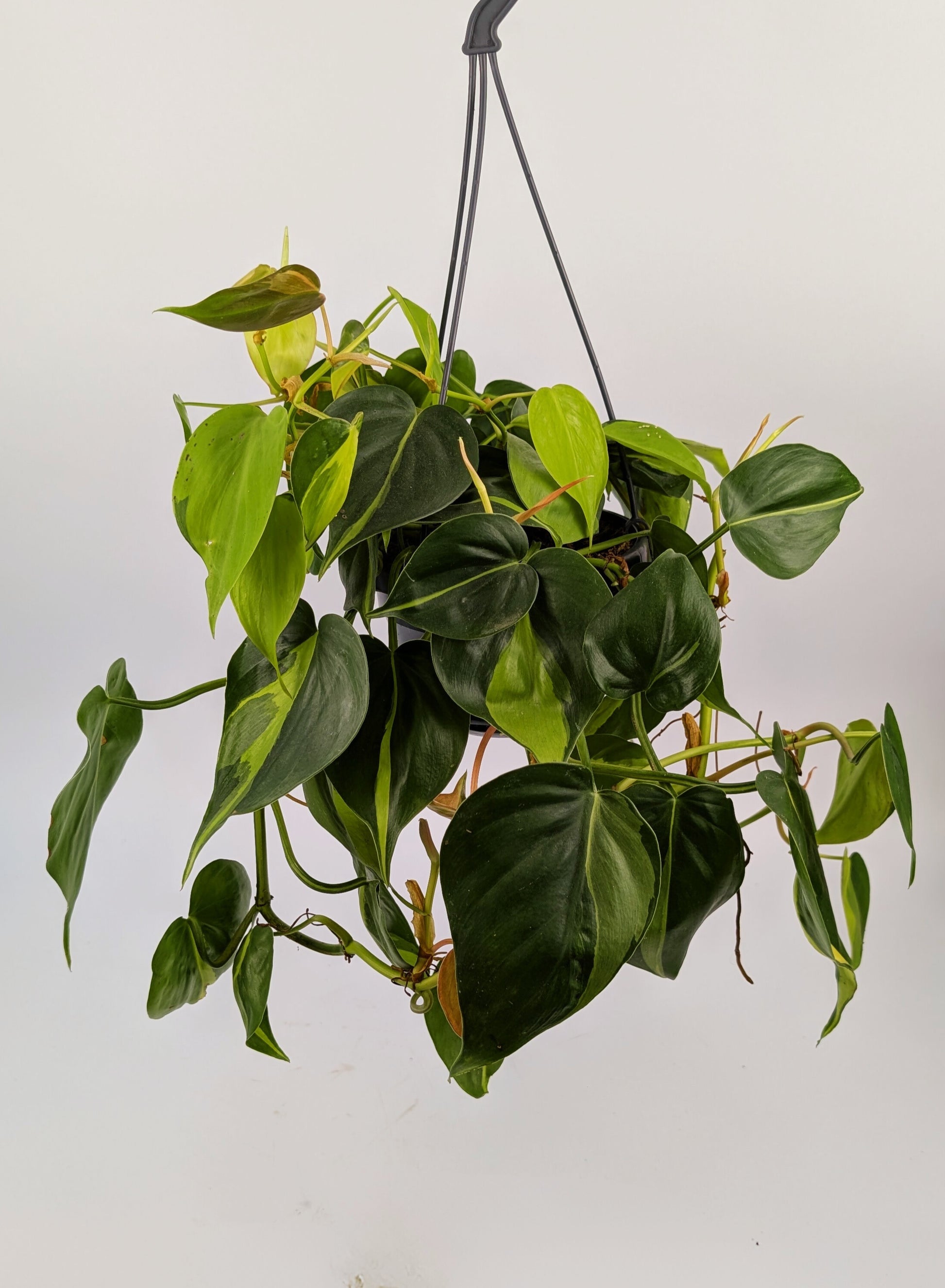 Philodendron Scandens Brazil 14cm Hanging Houseplant