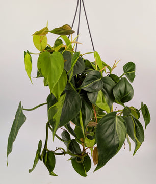 Philodendron Scandens Brazil 14cm Hanging Houseplant