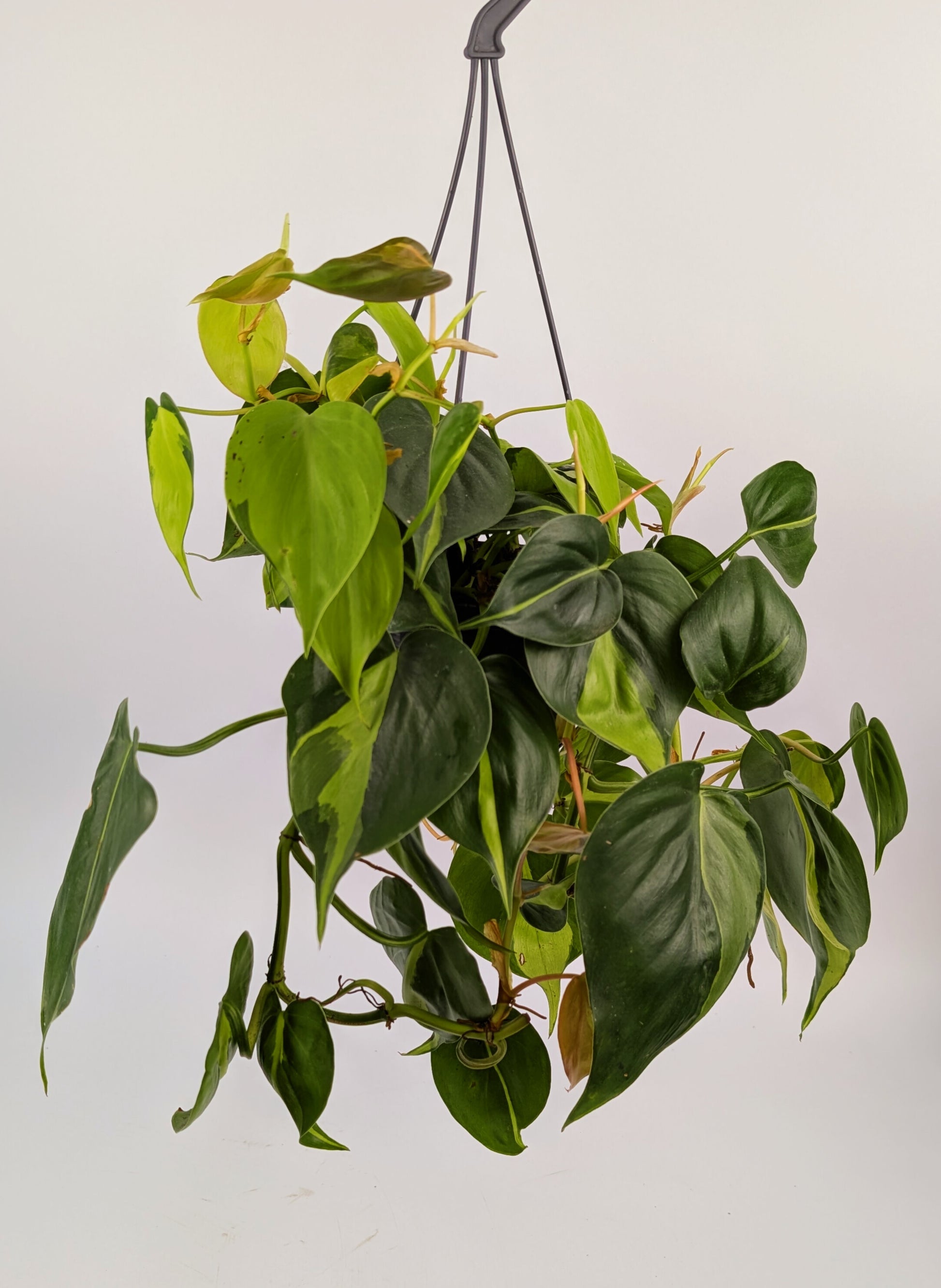 Philodendron Scandens Brazil 14cm Hanging Houseplant