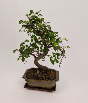 35cm Chinese Elm Ulmus Parvifolia S-Type Indoor Bonsai Tree 15cm Ceramic Pot House Plant