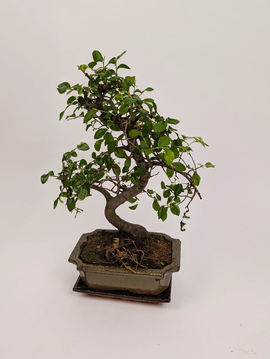 35cm Chinese Elm Ulmus Parvifolia S-Type Indoor Bonsai Tree 15cm Ceramic Pot House Plant