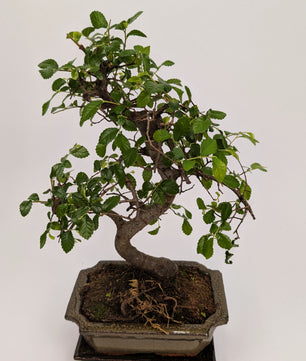35cm Chinese Elm Ulmus Parvifolia S-Type Indoor Bonsai Tree 15cm Ceramic Pot House Plant