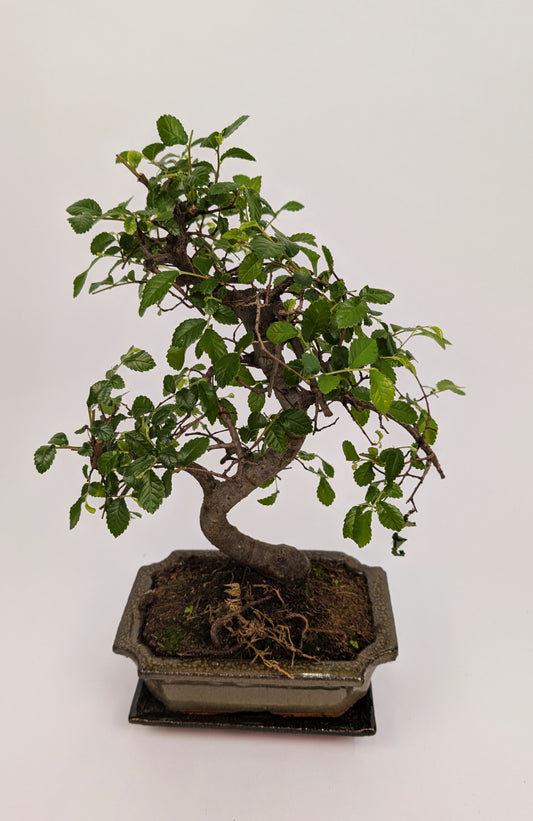35cm Chinese Elm Ulmus Parvifolia S-Type Indoor Bonsai Tree 15cm Ceramic Pot House Plant
