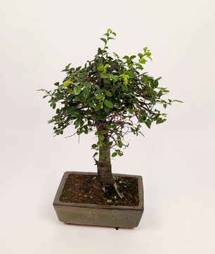 Zelkova Chinese Elm Bonsai in 20cm Ceramic Pot