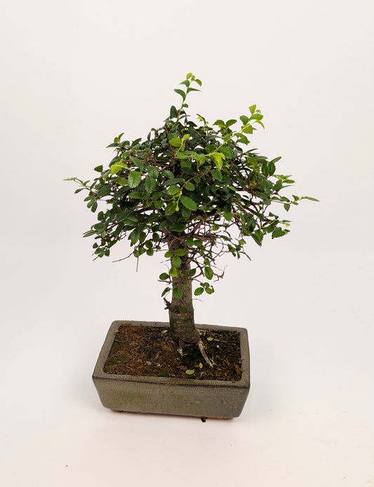 Zelkova Chinese Elm Bonsai in 20cm Ceramic Pot