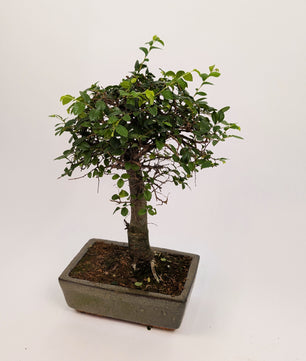 Zelkova Chinese Elm Bonsai in 20cm Ceramic Pot