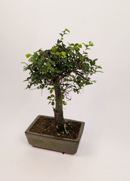 Zelkova Chinese Elm Bonsai in 20cm Ceramic Pot