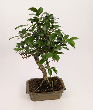Ficus Retusa S Type Bonsai in 20cm Ceramic Pot Houseplant