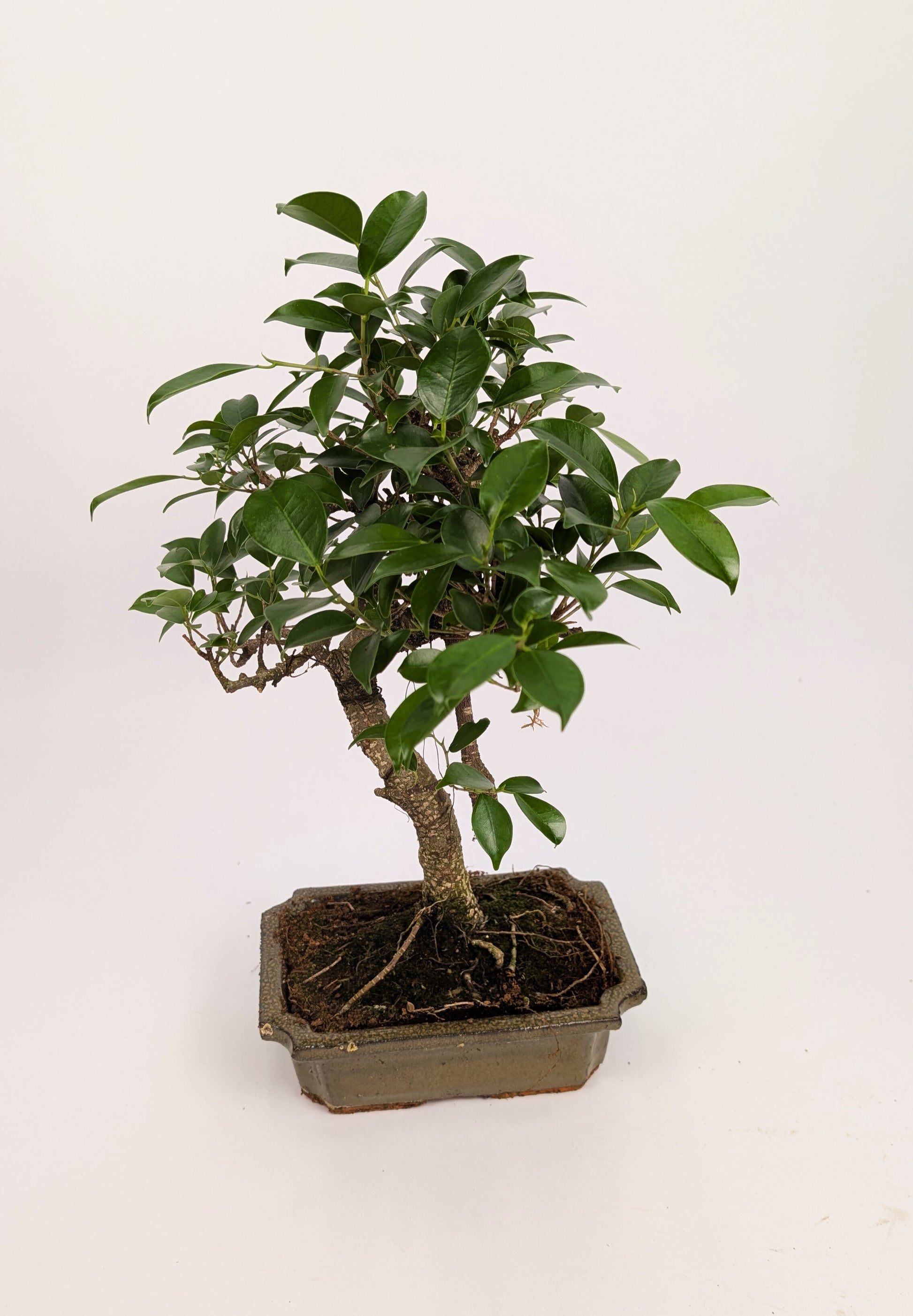 Ficus Retusa S Type Bonsai in 20cm Ceramic Pot Houseplant