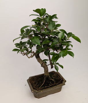 Ficus Retusa S Type Bonsai in 20cm Ceramic Pot Houseplant