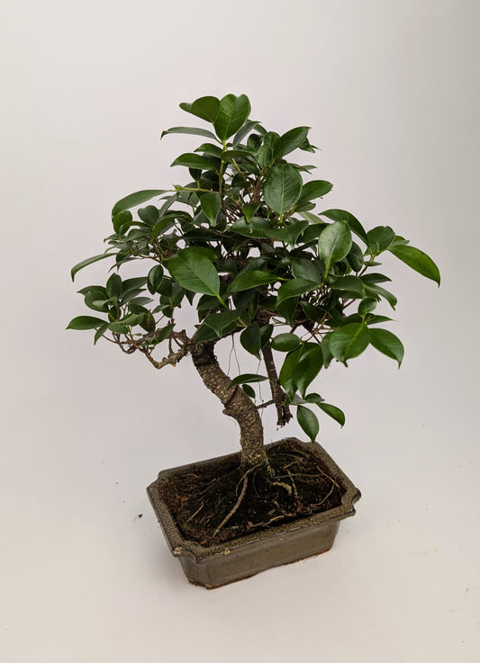 Ficus Retusa S Type Bonsai in 20cm Ceramic Pot Houseplant
