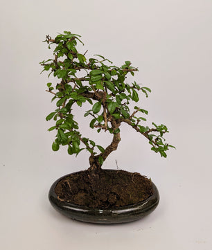 Large Carmona Macrophylla S Type Bonsai in 24cm Oval Ceramic Pot