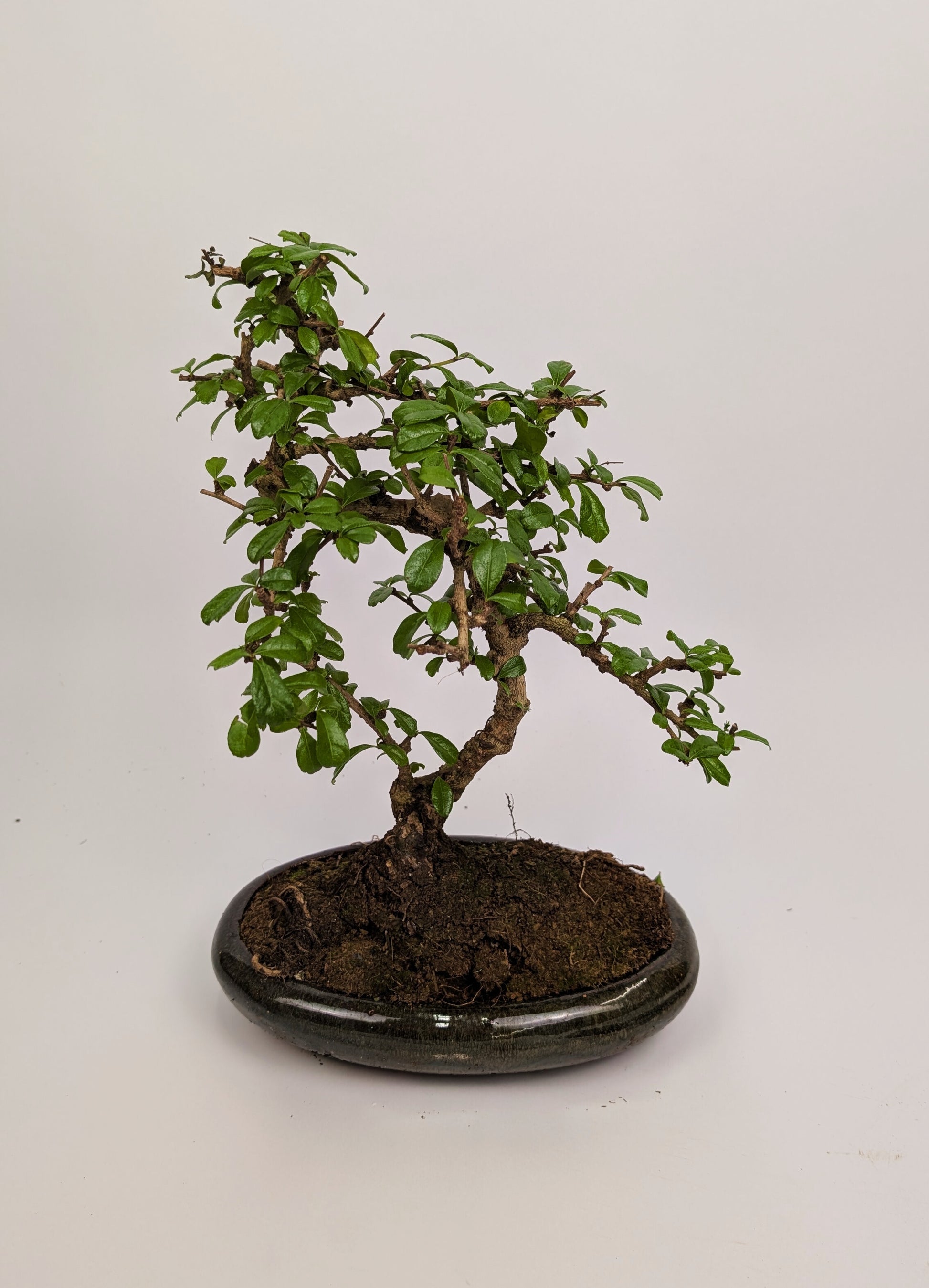 Large Carmona Macrophylla S Type Bonsai in 24cm Oval Ceramic Pot