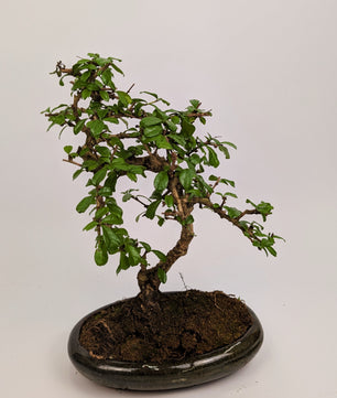Large Carmona Macrophylla S Type Bonsai in 24cm Oval Ceramic Pot