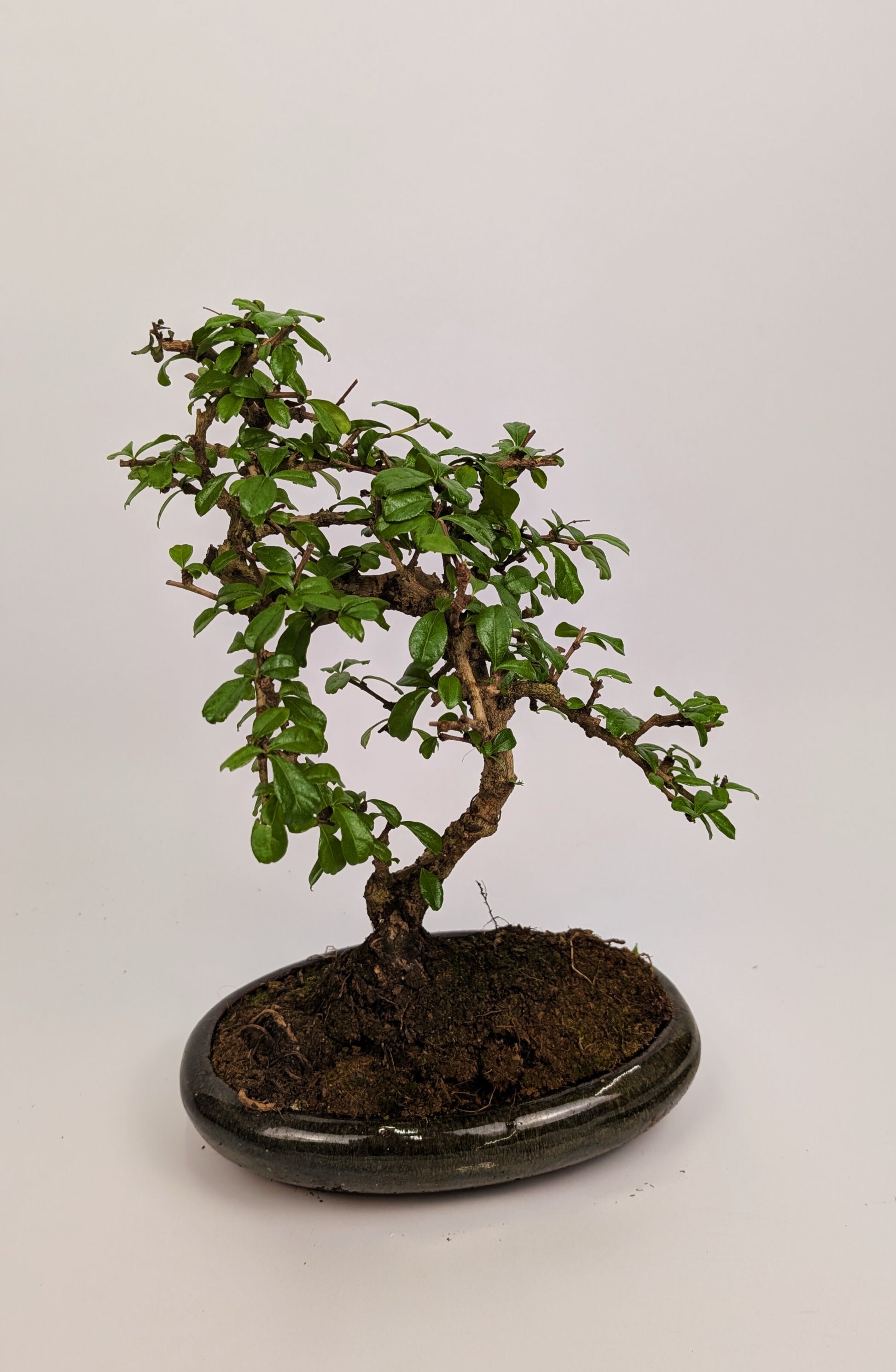 Large Carmona Macrophylla S Type Bonsai in 24cm Oval Ceramic Pot