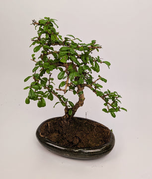 Large Carmona Macrophylla S Type Bonsai in 24cm Oval Ceramic Pot