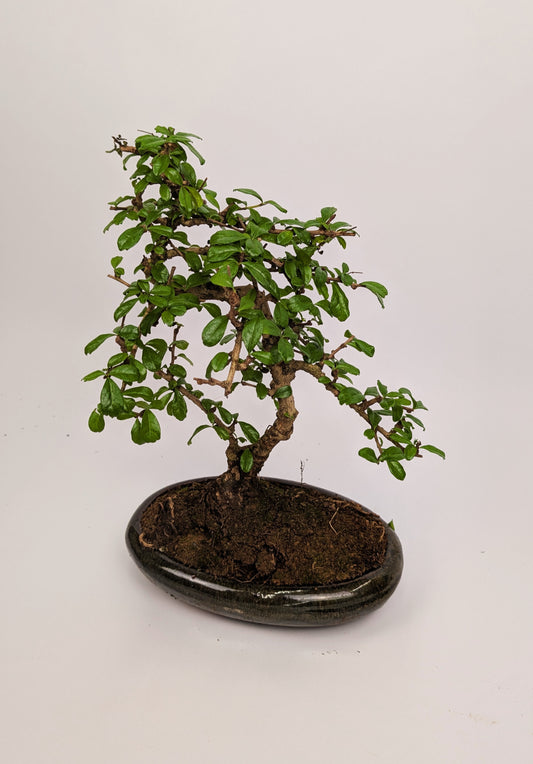 Large Carmona Macrophylla S Type Bonsai in 24cm Oval Ceramic Pot