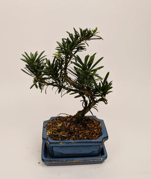 25 - 35cm Podocarpus Chinensis Bonsai Tree in pot 15cm Ceramic Pot House Plant