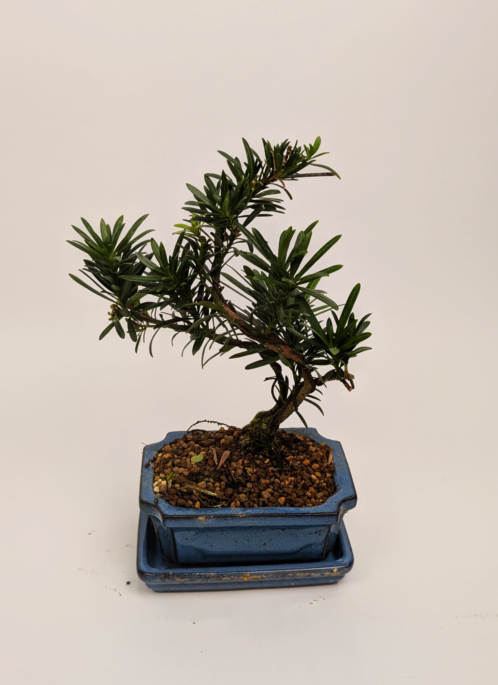 25 - 35cm Podocarpus Chinensis Bonsai Tree in pot 15cm Ceramic Pot House Plant