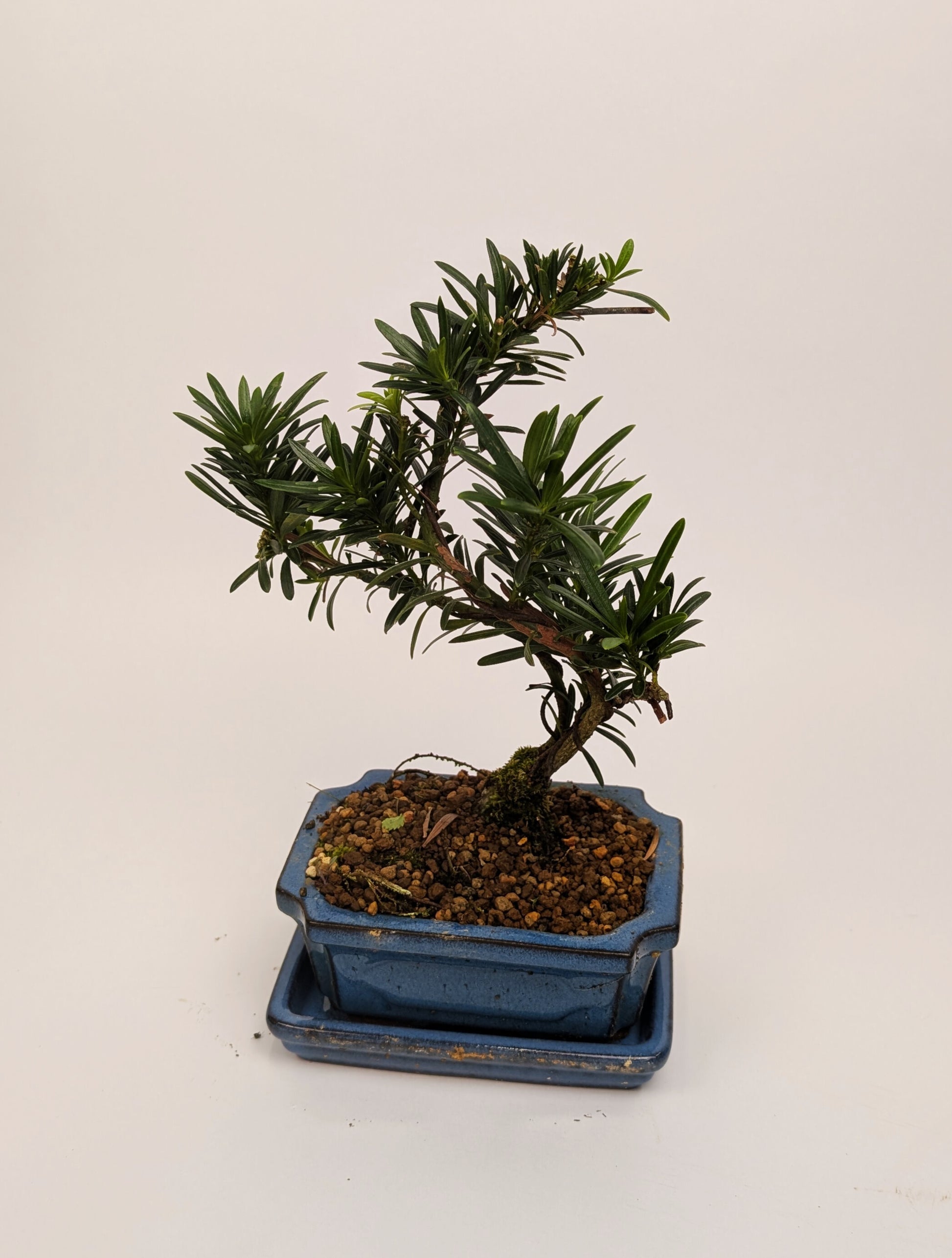 25 - 35cm Podocarpus Chinensis Bonsai Tree in pot 15cm Ceramic Pot House Plant