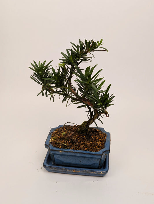 25 - 35cm Podocarpus Chinensis Bonsai Tree in pot 15cm Ceramic Pot House Plant