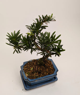 25 - 35cm Podocarpus Chinensis Bonsai Tree in pot 15cm Ceramic Pot House Plant