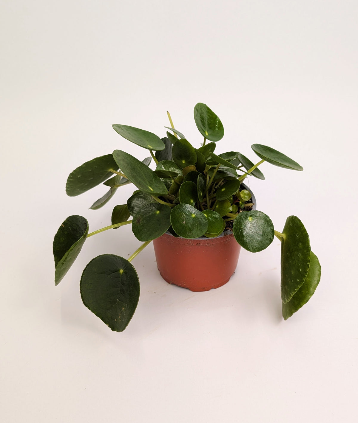 Pilea Peperomioides 12cm Pot Houseplant