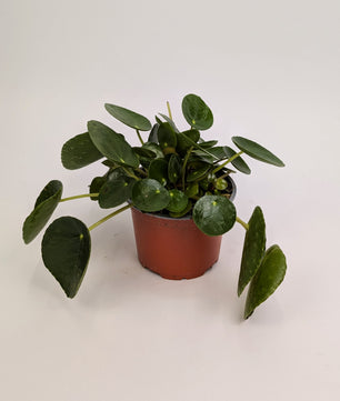 Pilea Peperomioides 12cm Pot Houseplant
