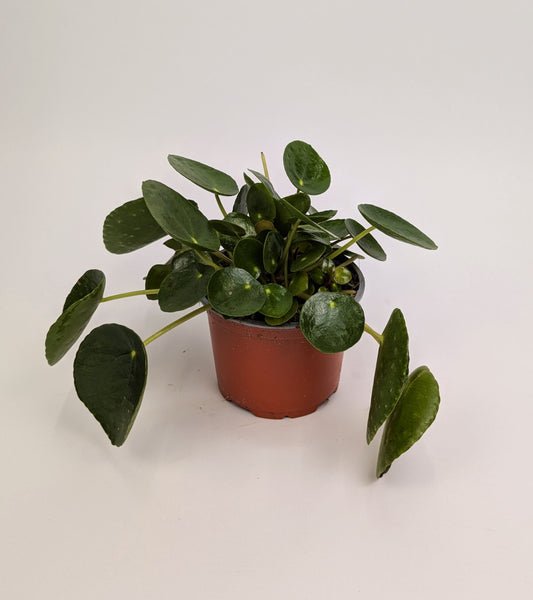 Pilea Peperomioides 12cm Pot Houseplant